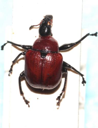 Attelabus nitens